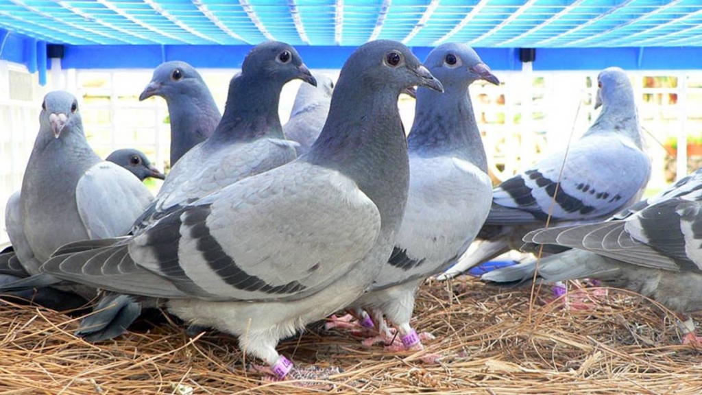 DOBRÉ HOLUBY SA VRACAJÚ