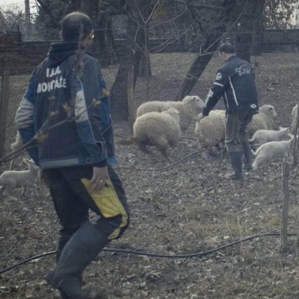 Vertikály / Komunita Kráľovnej pokoja