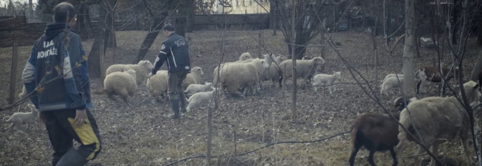 Vertikály / Komunita Kráľovnej pokoja